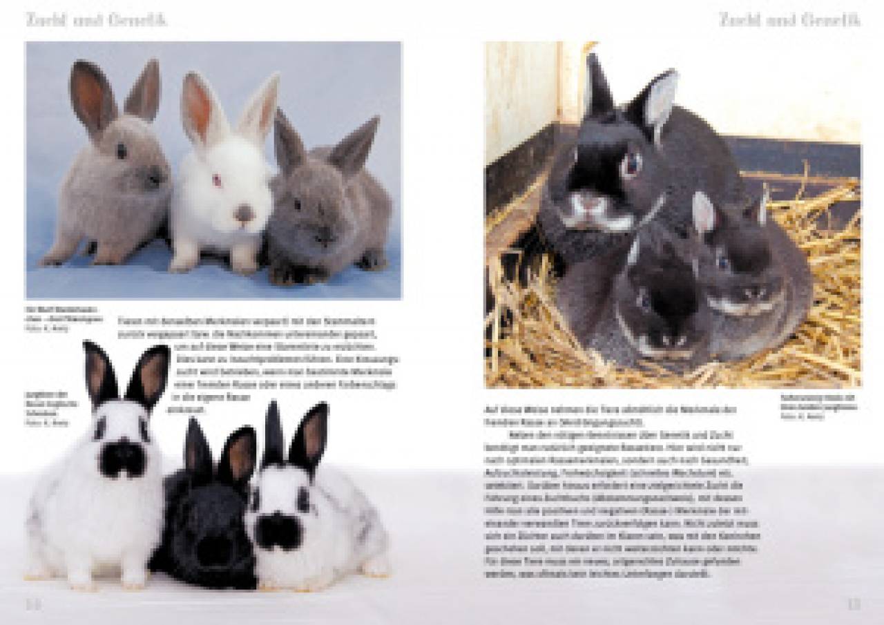 Rassekaninchen